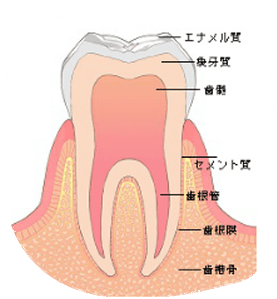 歯の構造｜曽根駅前歯科クリニック